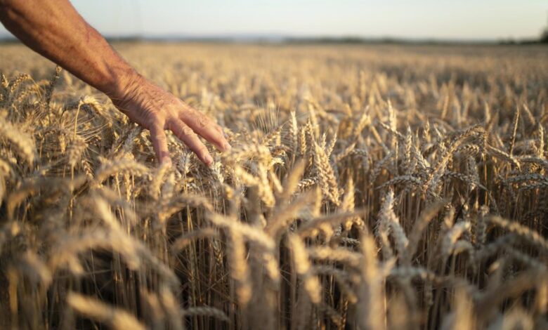 В системе прослеживаемости зерна зарегистрировано более 300 организаций Кабардино-Балкарии